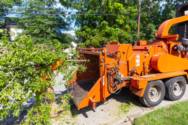 Best Large Tree Removal  in Rainier, OR